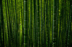 Why you should choose bamboo packaging for your next cosmetic line