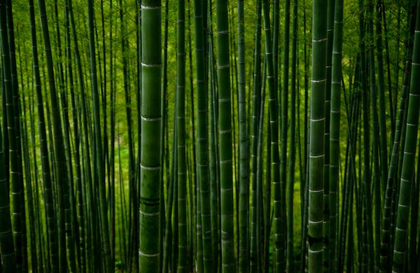 Why you should choose bamboo packaging for your next cosmetic line